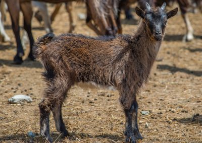 &Alpha;&gamma;&rho;&iota;ό&gamma;&iota;&delta;&alpha;