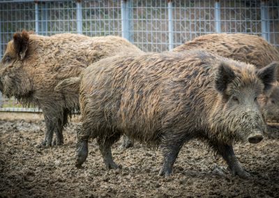 &Alpha;&gamma;&rho;&iota;&omicron;&gamma;&omicron;ύ&rho;&omicron;&upsilon;&nu;&alpha;