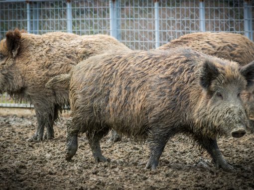 &Alpha;&gamma;&rho;&iota;&omicron;&gamma;&omicron;ύ&rho;&omicron;&upsilon;&nu;&alpha;