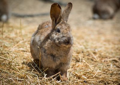 &Alpha;&gamma;&rho;&iota;&omicron;&kappa;&omicron;ύ&nu;&epsilon;&lambda;o &Lambda;ή&mu;&nu;&omicron;&upsilon;