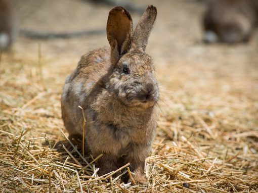 &Alpha;&gamma;&rho;&iota;&omicron;&kappa;&omicron;ύ&nu;&epsilon;&lambda;o &Lambda;ή&mu;&nu;&omicron;&upsilon;