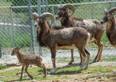 &Alpha;&gamma;&rho;&iota;&omicron;&pi;&rho;ό&beta;&alpha;&tau;&alpha; &Mu;&omicron;&upsilon;&phi;&lambda;ό&nu;