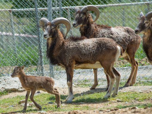 &Alpha;&gamma;&rho;&iota;&omicron;&pi;&rho;ό&beta;&alpha;&tau;&alpha; &Mu;&omicron;&upsilon;&phi;&lambda;ό&nu;