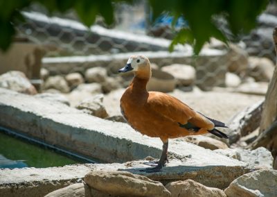 &Kappa;ό&kappa;&kappa;&iota;&nu;&eta; &Pi;&alpha;&pi;&iota;ό&chi;&eta;&nu;&alpha;