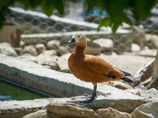 &Kappa;ό&kappa;&kappa;&iota;&nu;&eta; &Pi;&alpha;&pi;&iota;ό&chi;&eta;&nu;&alpha;