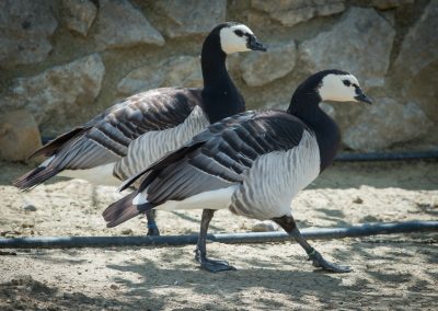 &Chi;ή&nu;&alpha; Barnacle