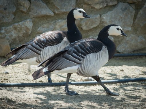 &Chi;ή&nu;&alpha; Barnacle