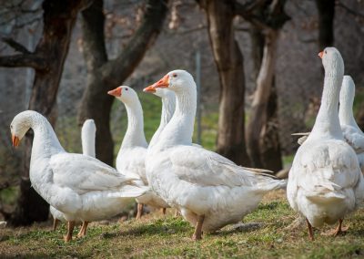 &Chi;ή&nu;&epsilon;&sigmaf; &Lambda;&epsilon;&upsilon;&kappa;έ&sigmaf;, &Chi;ή&nu;&epsilon;&sigmaf; &Tau;&omicron;&upsilon;&lambda;&omicron;ύ&zeta;&eta;&sigmaf;