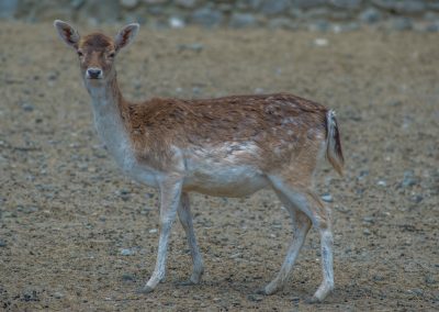 &Epsilon;&lambda;ά&phi;&iota;&alpha;