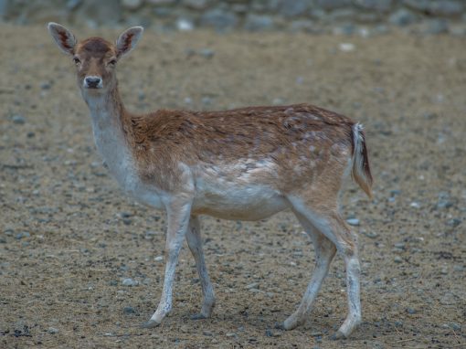 &Epsilon;&lambda;ά&phi;&iota;&alpha;