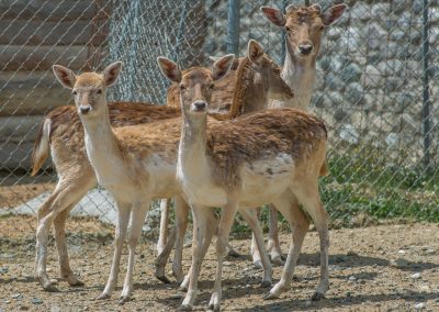 &Epsilon;&lambda;ά&phi;&iota;&alpha; &Pi;&lambda;&alpha;&tau;ό&nu;&iota;&alpha;