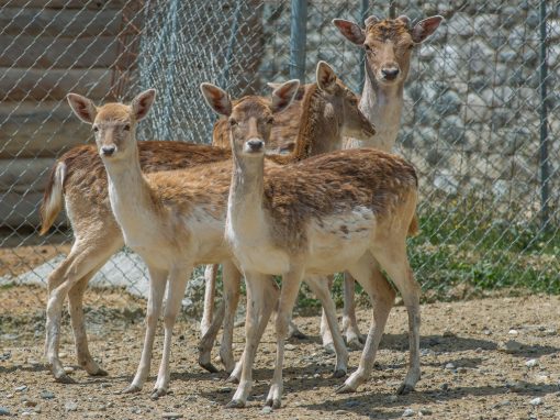 &Epsilon;&lambda;ά&phi;&iota;&alpha; &Pi;&lambda;&alpha;&tau;ό&nu;&iota;&alpha;