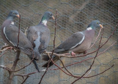 &Phi;ά&sigma;&epsilon;&sigmaf;