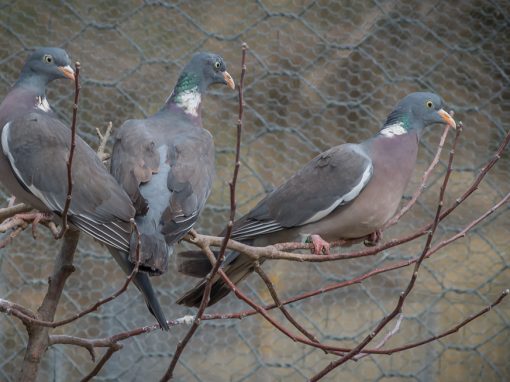 &Phi;ά&sigma;&epsilon;&sigmaf;