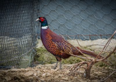 &Phi;&alpha;&sigma;&iota;&alpha;&nu;&omicron;ί