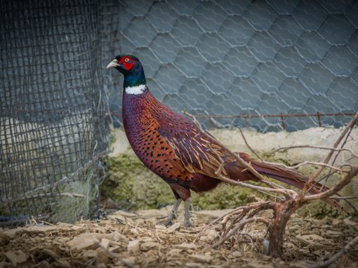 &Phi;&alpha;&sigma;&iota;&alpha;&nu;&omicron;ί