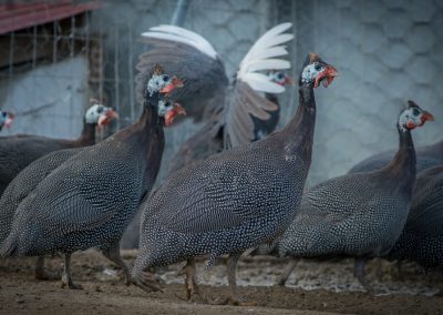 &Phi;&rho;&alpha;&gamma;&kappa;ό&kappa;&omicron;&tau;&epsilon;&sigmaf; &gamma;&kappa;&rho;&iota;