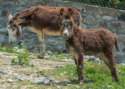 &Gamma;&alpha;ϊ&delta;&omicron;&upsilon;&rho;ά&kappa;&iota;&alpha;