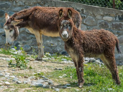&Gamma;&alpha;ϊ&delta;&omicron;&upsilon;&rho;ά&kappa;&iota;&alpha;