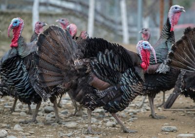 &Gamma;&alpha;&lambda;&omicron;&pi;&omicron;ύ&lambda;&epsilon;&sigmaf; &mu;&alpha;ύ&rho;&epsilon;&sigmaf;