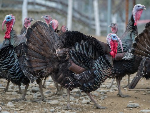 &Gamma;&alpha;&lambda;&omicron;&pi;&omicron;ύ&lambda;&epsilon;&sigmaf; &mu;&alpha;ύ&rho;&epsilon;&sigmaf;