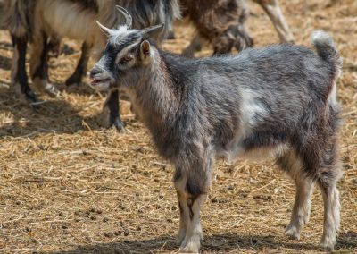 &Gamma;ί&delta;&epsilon;&sigmaf;