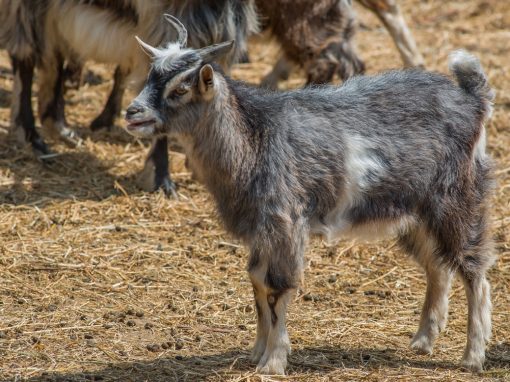 &Gamma;ί&delta;&epsilon;&sigmaf;