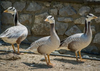&Iota;&nu;&delta;&iota;&kappa;ή &Chi;ή&nu;&alpha;