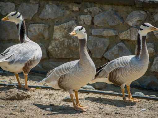 &Iota;&nu;&delta;&iota;&kappa;ή &Chi;ή&nu;&alpha;