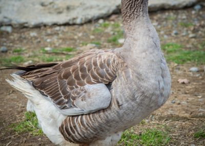 &Kappa;&alpha;&phi;έ &Chi;ή&nu;&alpha;