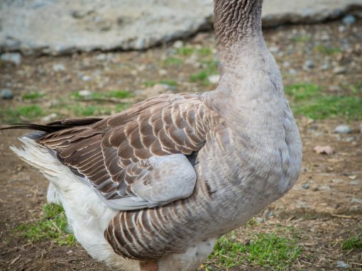 &Kappa;&alpha;&phi;έ &Chi;ή&nu;&alpha;