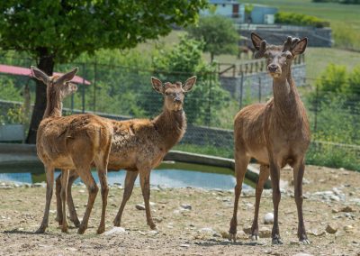 &Kappa;ό&kappa;&kappa;&iota;&nu;&alpha; &Epsilon;&lambda;ά&phi;&iota;&alpha;