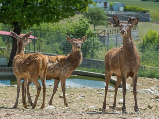 &Kappa;ό&kappa;&kappa;&iota;&nu;&alpha; &Epsilon;&lambda;ά&phi;&iota;&alpha;