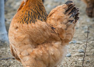 &Kappa;ό&tau;&epsilon;&sigmaf; &Mu;&pi;&rho;ά&chi;&mu;&alpha;, &Alpha;&rho;&alpha;&kappa;&omicron;&upsilon;ά&nu;&alpha;, &Tau;&zeta;έ&rho;&sigma;&epsilon;ϊ, &Lambda;&epsilon;&gamma;&kappa;ό&rho;&nu;