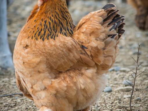 &Kappa;ό&tau;&epsilon;&sigmaf; &Mu;&pi;&rho;ά&chi;&mu;&alpha;, &Alpha;&rho;&alpha;&kappa;&omicron;&upsilon;ά&nu;&alpha;, &Tau;&zeta;έ&rho;&sigma;&epsilon;ϊ, &Lambda;&epsilon;&gamma;&kappa;ό&rho;&nu;
