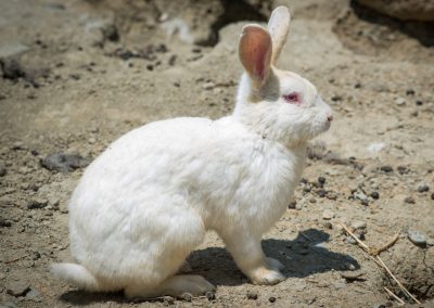 &Kappa;&omicron;&upsilon;&nu;έ&lambda;&iota;&alpha;