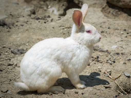 &Kappa;&omicron;&upsilon;&nu;έ&lambda;&iota;&alpha;