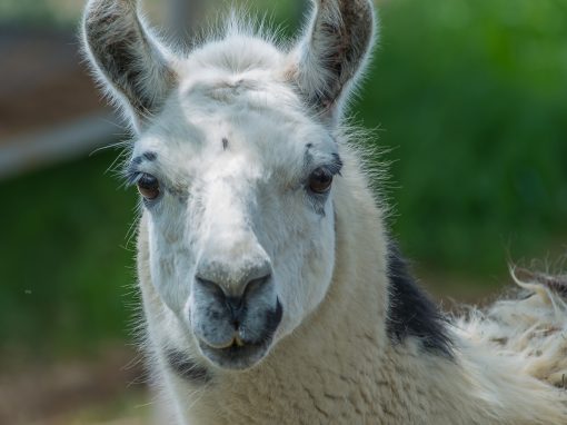 &Lambda;ά&mu;&alpha;