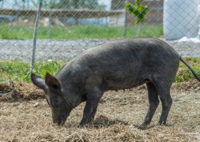 &Mu;&alpha;ύ&rho;&omicron;&sigmaf; &Chi;&omicron;ί&rho;&omicron;&sigmaf;