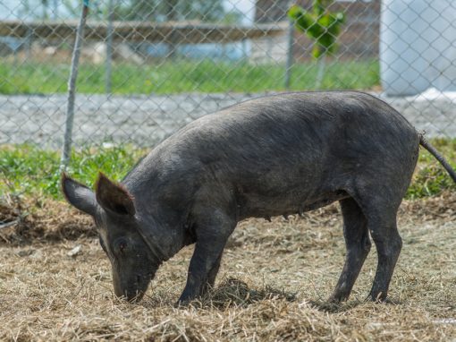 &Mu;&alpha;ύ&rho;&omicron;&sigmaf; &Chi;&omicron;ί&rho;&omicron;&sigmaf;