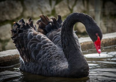 &Mu;&alpha;ύ&rho;&omicron;&iota; &Kappa;ύ&kappa;&nu;&omicron;&iota;