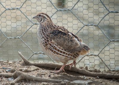 &Omicron;&rho;&tau;ύ&kappa;&iota;&alpha;