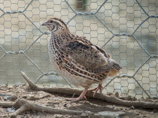 &Omicron;&rho;&tau;ύ&kappa;&iota;&alpha;