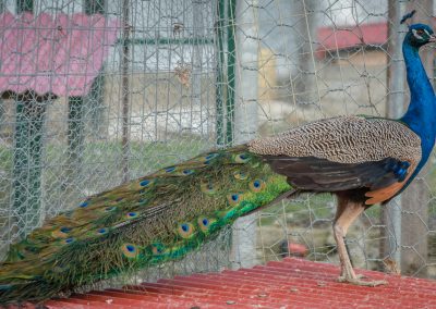 &Pi;&alpha;&gamma;ώ&nu;&iota;&alpha;