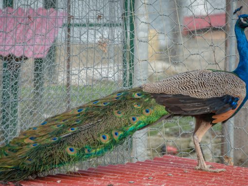 &Pi;&alpha;&gamma;ώ&nu;&iota;&alpha;