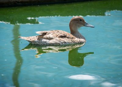 &Pi;ά&pi;&iota;&epsilon;&sigmaf; &Psi;&alpha;&lambda;ί&delta;&epsilon;&sigmaf;