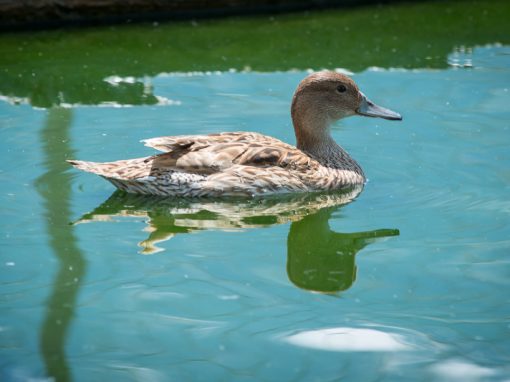 &Pi;ά&pi;&iota;&epsilon;&sigmaf; &Psi;&alpha;&lambda;ί&delta;&epsilon;&sigmaf;