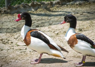 &Pi;ά&pi;&iota;&alpha; &Beta;&alpha;&rho;&beta;ά&rho;&alpha;