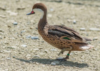 &Pi;ά&pi;&iota;&epsilon;&sigmaf; &Mu;&pi;&alpha;&chi;ά&mu;&alpha; (&Delta;&epsilon;&nu;&tau;&rho;ό&pi;&alpha;&pi;&iota;&epsilon;&sigmaf;)