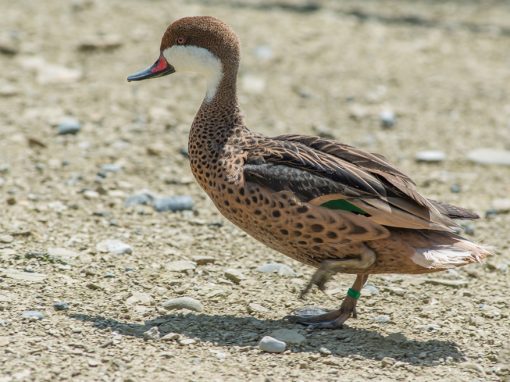 &Pi;ά&pi;&iota;&epsilon;&sigmaf; &Mu;&pi;&alpha;&chi;ά&mu;&alpha; (&Delta;&epsilon;&nu;&tau;&rho;ό&pi;&alpha;&pi;&iota;&epsilon;&sigmaf;)